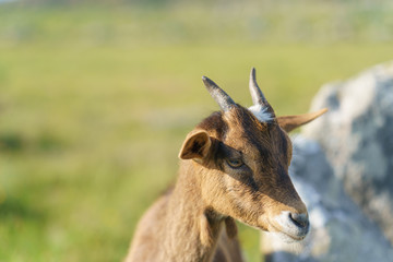 Goat at the pasture at the sunny summer day. Defocused background image