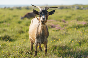 Goat at the pasture at the sunny summer day. Defocused background image