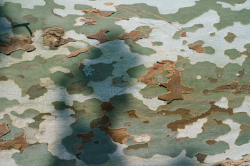 Wooden green military texture © Yury and Tanya