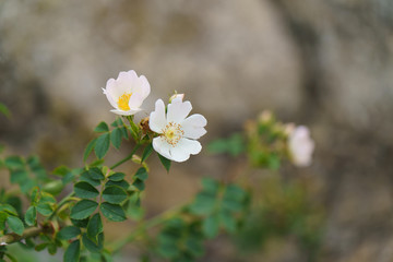 Obraz na płótnie Canvas White Rose Hip flowers