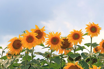 summer riot in the field of sunflowers
