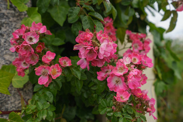 The bush of pink wild rose (rosehip)