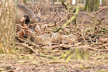 Frischlinge gut getarnt