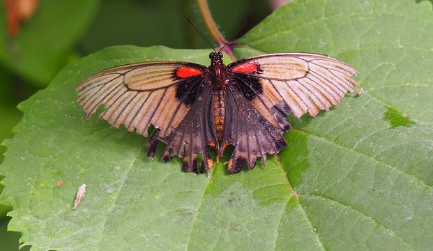 Butterfly on a plant