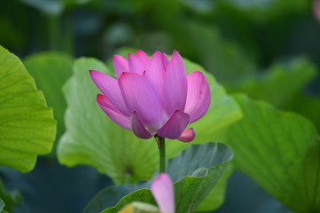 Blooming lotus flowers in the park