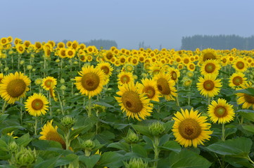 Obraz premium Sunflowers in the field