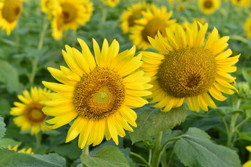 Sunflowers in the field