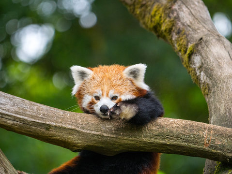 Fototapeta Panda Roux