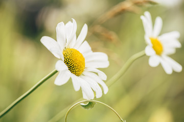 Meadow Daisy Flower at Sunny Day.