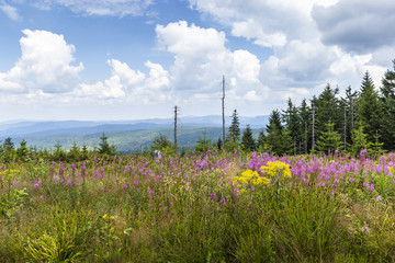Meadow filled with wildflowers in the Bavarian Forest - Sumava National Park.