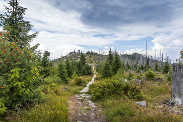 Obraz premium View to Dreisessel, Trojmezi and Trojmezna hills with forests destroyed by bark beetle infestation (calamity) in Sumava mountains.