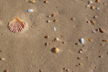 Fototapeta na wymiar Shells on the beach at Bruny Island