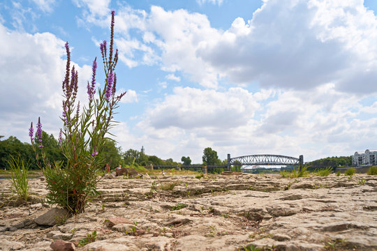 Ausgetrocknetes Flussbett der Elbe bei Magdeburg mit dem durch Trockenheit freigelegten Domfelsen 