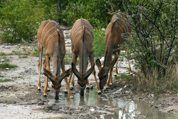 Three kudu antelopes at a waterhole in Etosha National Park in Namibia in Africa
