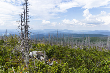 View to Dreisessel, Trojmezi and Trojmezna hills with forests destroyed by bark beetle infestation (calamity) in Sumava mountains.