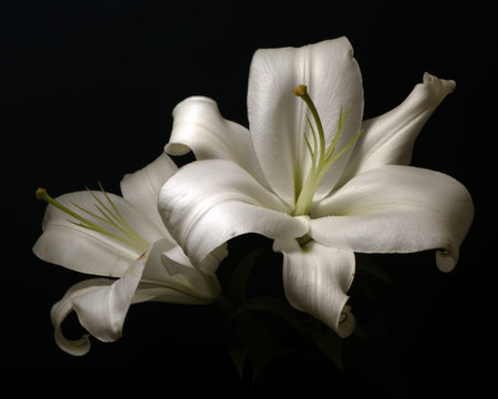 White  Lilly Pair