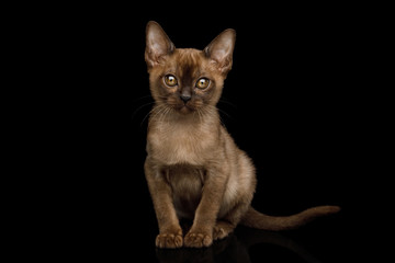 Amazing Brown Kitten sitting and Gazing on isolated black background, front view