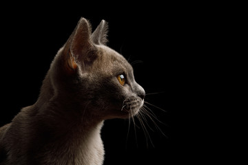 Closeup Portrait of gray kitten on isolated black background, profile view