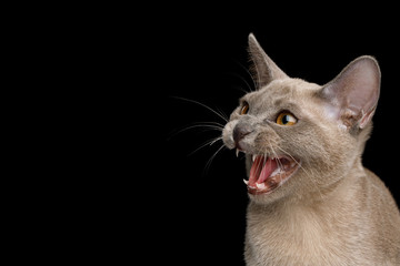 Closeup Portrait of Angry Cat hisses on isolated black background, profile view