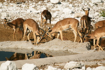 Group of black faced impalas at a waterhole in Etosha National Park in Namibia in Africa
