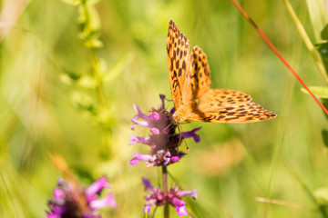 Macro of a Silver-washed fritillary on a  common hedgenettle