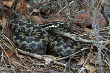 Common European Viper (Vipera berus)/Common European Viper in leaf litter