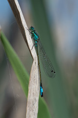 Damselfly (Ischnura elegans)/Blue-tailed Damselfly (Ischnura elegans) in rushes at the edge of a lake