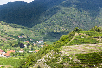 Fototapeta premium Landscape of Wachau valley and little town Spitz. Austria.