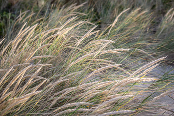 Native grass on the beach in Bruny Island, Tasmania, Asutralia