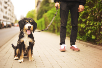Dog and his owner - Cool dog and young man having fun in a park - Concepts of friendship, pets,...