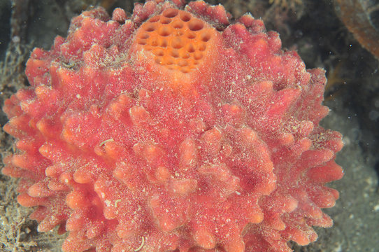 Spherical red sponge with clearly visible yellowish osculum.