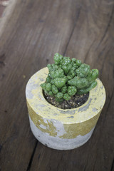Cactus in cement pot on wooden table