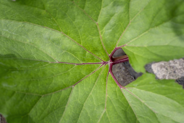 Obraz premium A large green leaf on top.