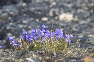 Purple flowers in cold Greenland © Aynur