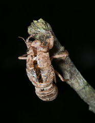 Macro Photo of Cicada Shell on The Branch Isolated on Black Background