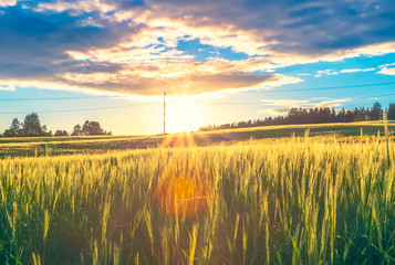 Barley field view from Sotkamo, Finland.