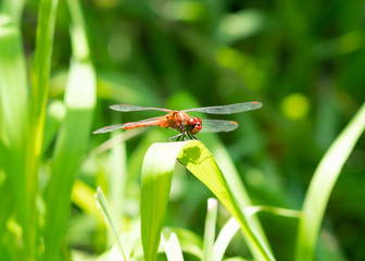 Red and orange dragonfly on green leaf