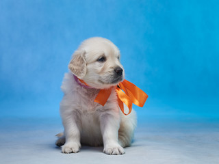 Golden retriever puppy