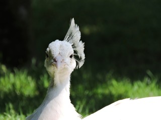 White peacock staring into the camera
