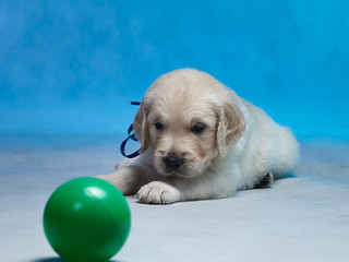 Golden retriever puppy