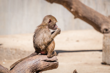 a young primate family papion eating high on the trunk of a tree
