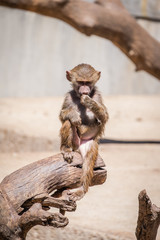 a young primate family papion eating high on the trunk of a tree
