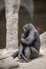female gorilla caring and pampering her breeding
