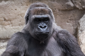 Fototapeta premium closeup of an adult male gorilla back silver 