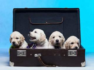 Golden retriever puppies