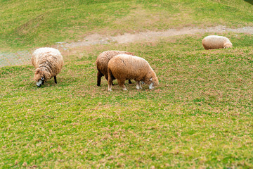 Sheep in Farm Eating Grass in Green Field