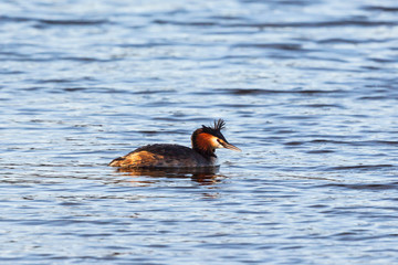 Great Crested Grebe in summer plumage