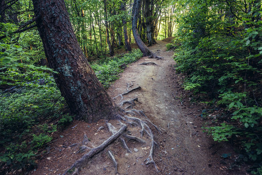 Fototapeta Hiking trail on the Mount Tarnica, near Wolsate village in Bieszczady National Park, Subcarpathian Voivodeship of Poland