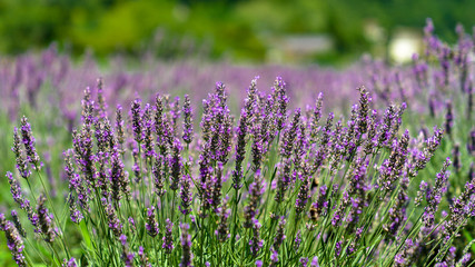 Fototapeta premium Purple Lavender Field Background