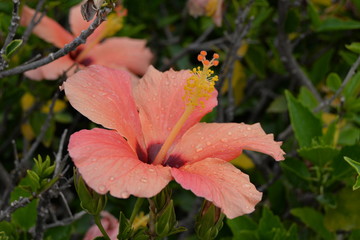 Hibiskus/Eibisch Hibiscus rosa-sinensis),  © wendi1402